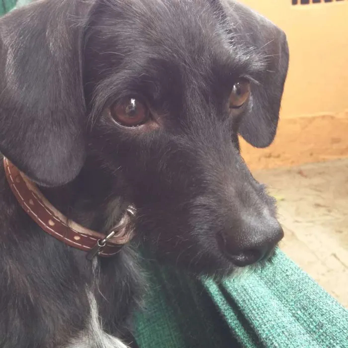 Cachorro ra a Indefinida idade 2 anos nome Lalita