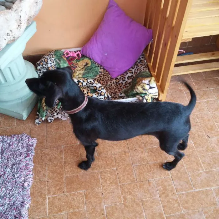 Cachorro ra a Indefinida idade 2 anos nome Lalita