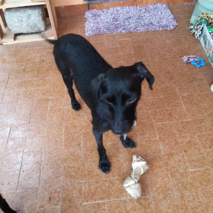 Cachorro ra a Indefinida idade 2 anos nome Lalita