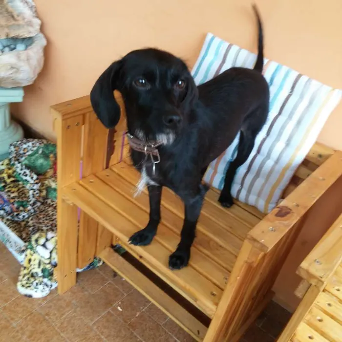Cachorro ra a Indefinida idade 2 anos nome Lalita