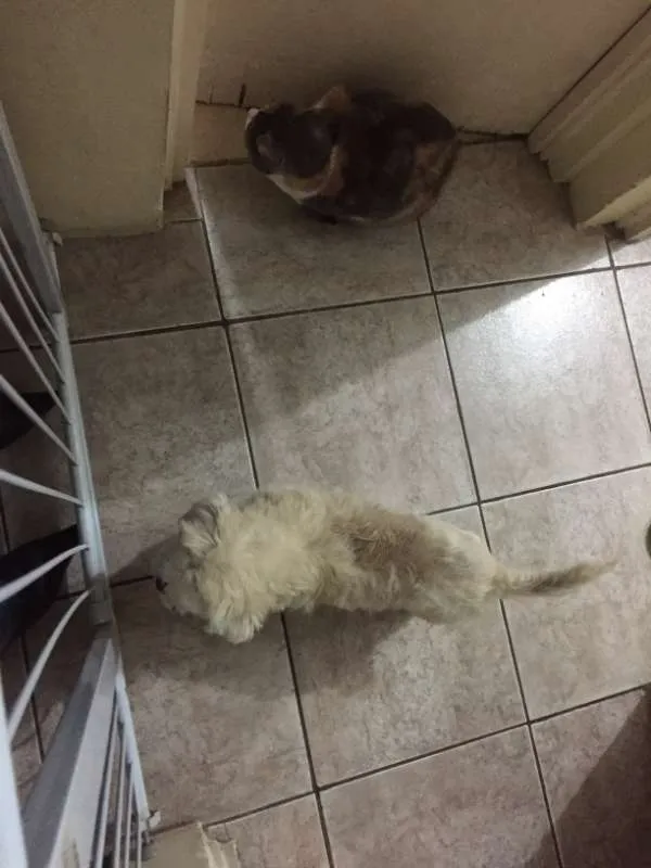 Cachorro ra a Shitzu idade 7 a 11 meses nome Jade