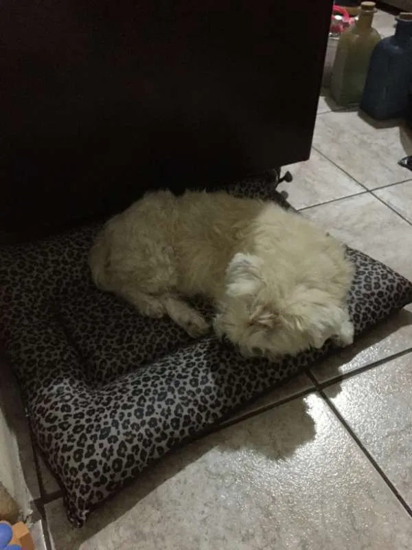 Cachorro ra a Shitzu idade 7 a 11 meses nome Jade