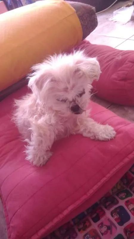 Cachorro ra a Shitzu idade 7 a 11 meses nome Jade