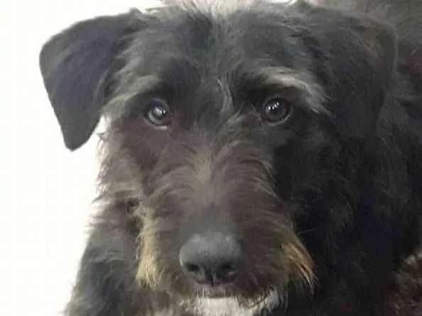 Cachorro ra a Shnauzer idade 7 a 11 meses nome bruce