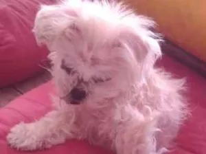 Cachorro raça Shitzu idade 7 a 11 meses nome Jade