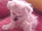 Cachorro raça Shitzu idade 7 a 11 meses nome Jade