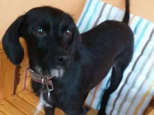 Cachorro raça Indefinida idade 2 anos nome Lalita
