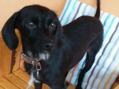 Cachorro ra a Indefinida idade 2 anos nome Lalita