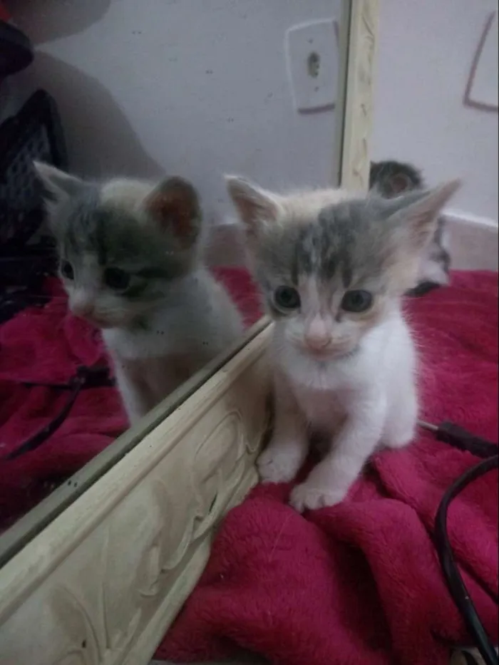 Gato raça  idade Abaixo de 2 meses nome Ainda não tem nome