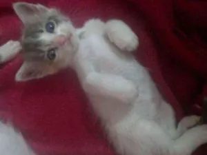 Gato raça  idade Abaixo de 2 meses nome Ainda não tem nome