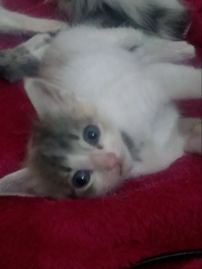 Gato raça  idade Abaixo de 2 meses nome Ainda não tem nome