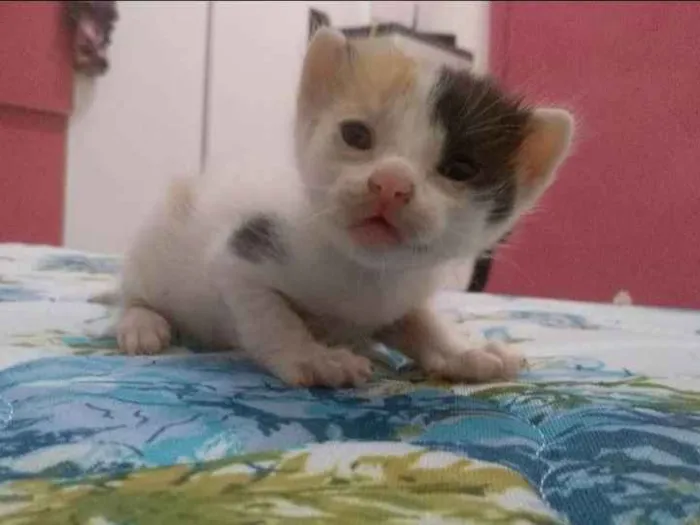Gato raça  idade Abaixo de 2 meses nome Ainda não tem