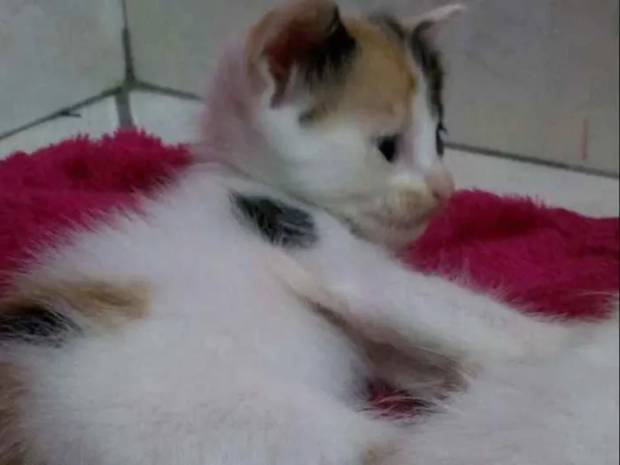 Gato raça  idade Abaixo de 2 meses nome Ainda não tem