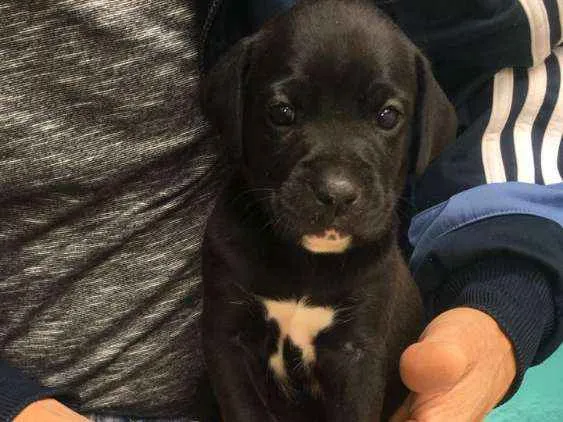 Cachorro raça De Boxer idade Abaixo de 2 meses nome Filhotes mestiços 
