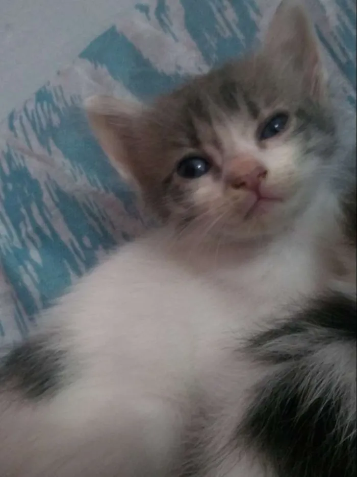 Gato raça  idade 2 a 6 meses nome Não tem nome ainda 