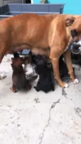 Filhotes mestiços 