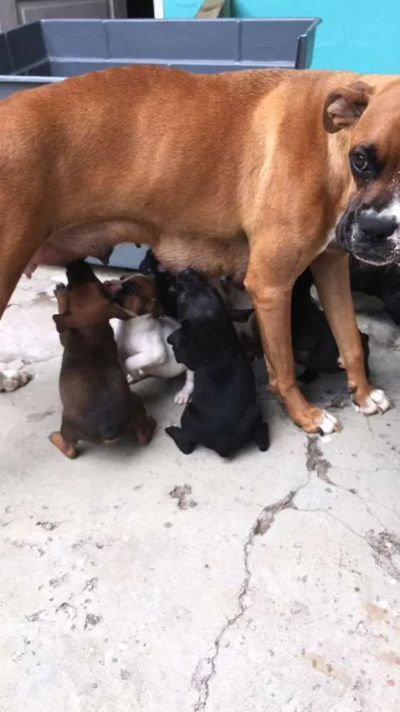 Cachorro raça De Boxer idade Abaixo de 2 meses nome Filhotes mestiços 