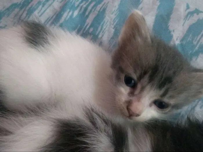 Gato raça  idade 2 a 6 meses nome Não tem nome ainda 