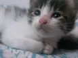 Ainda não dei nomes