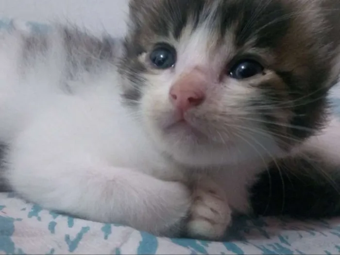 Gato raça Mistura idade Abaixo de 2 meses nome Ainda não dei nomes