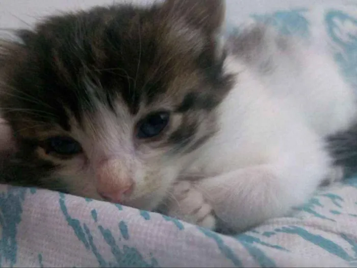 Gato raça Mistura idade Abaixo de 2 meses nome Ainda não dei nomes