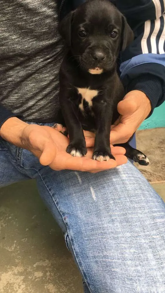 Cachorro raça Mestiços de Boxer idade Abaixo de 2 meses nome Filhotes