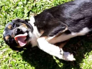 Cachorro raça Sem raça  idade 4 anos nome Pretinha