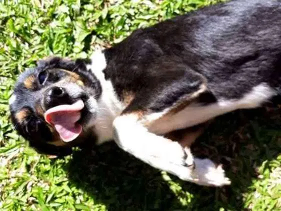 Cachorro ra a Sem raça  idade 4 anos nome Pretinha