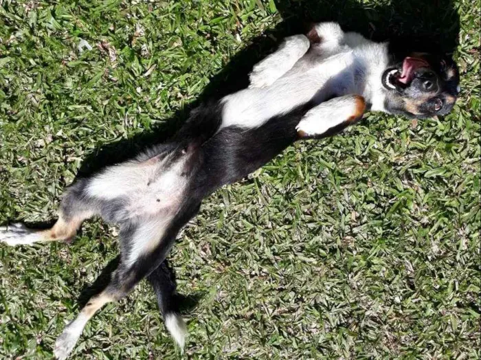 Cachorro ra a Sem raça  idade 4 anos nome Pretinha