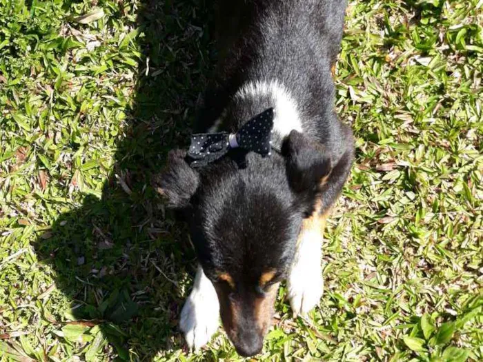 Cachorro ra a Sem raça  idade 4 anos nome Pretinha