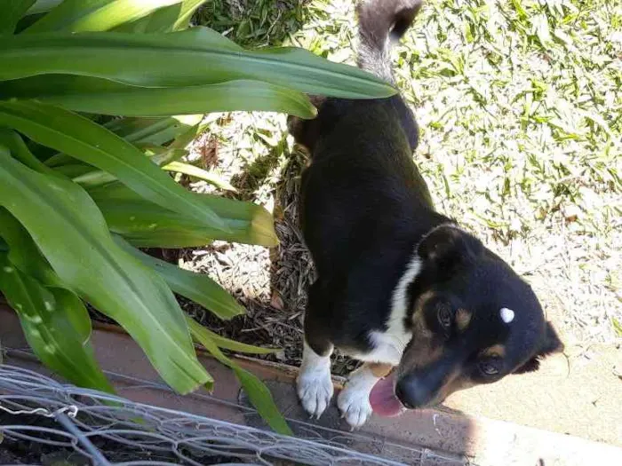 Cachorro ra a Sem raça  idade 4 anos nome Pretinha