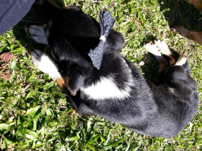 Cachorro ra a Sem raça  idade 4 anos nome Pretinha