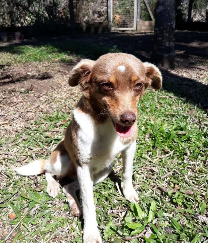 Cachorro ra a Sem raça  idade 5 anos nome Arise