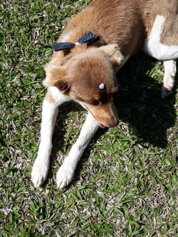 Cachorro ra a Sem raça  idade 5 anos nome Arise