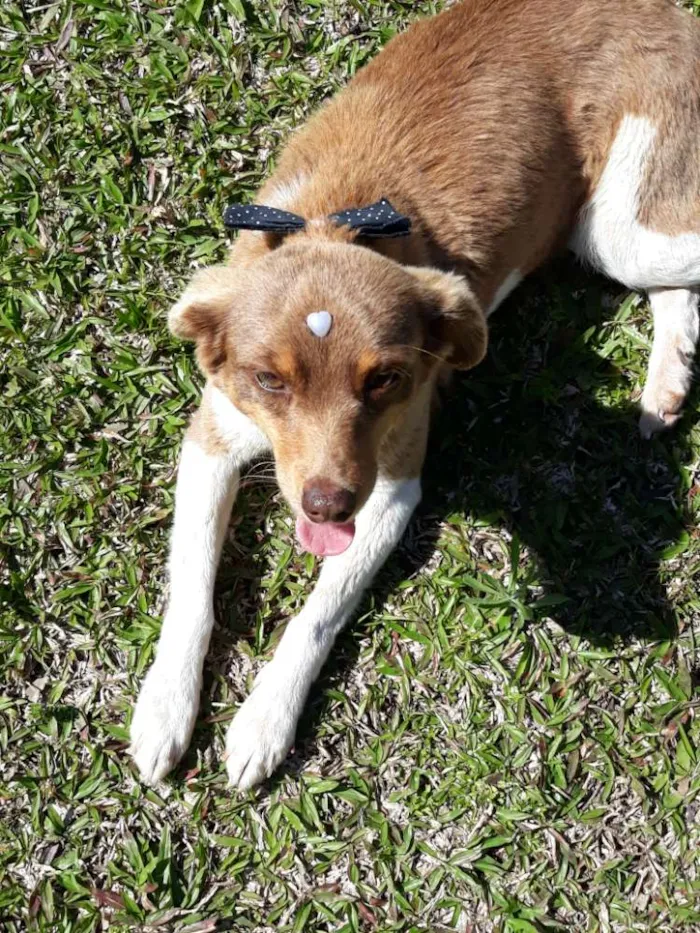 Cachorro ra a Sem raça  idade 5 anos nome Arise