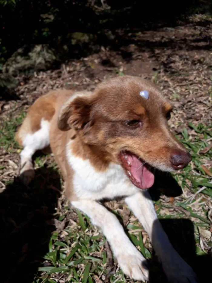 Cachorro ra a Sem raça  idade 5 anos nome Arise