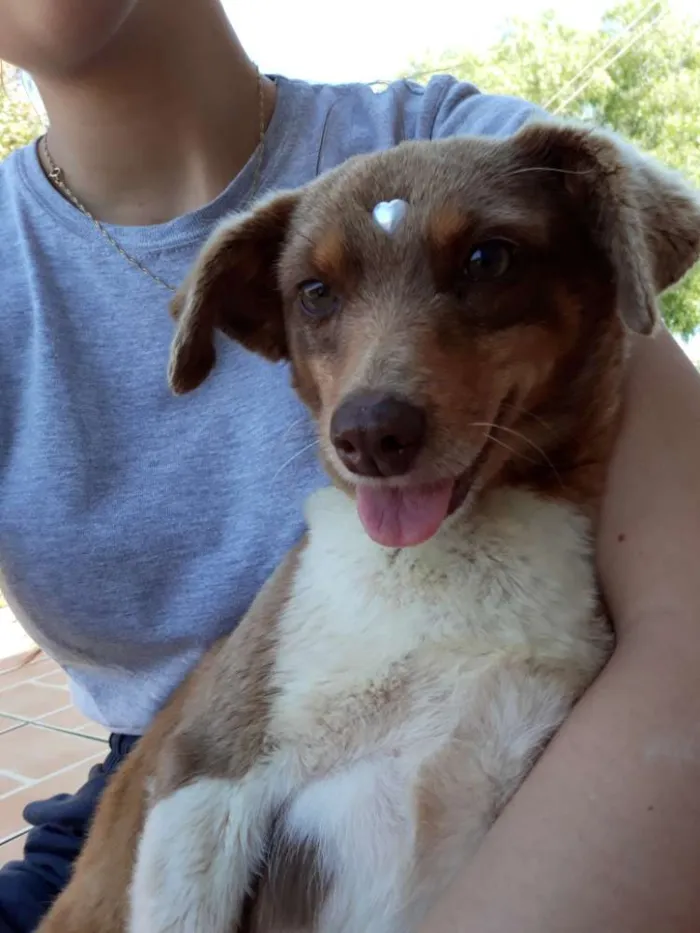 Cachorro ra a Sem raça  idade 5 anos nome Arise