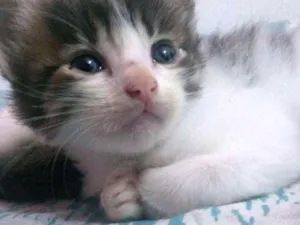 Gato raça Mistura idade Abaixo de 2 meses nome Ainda não dei nomes