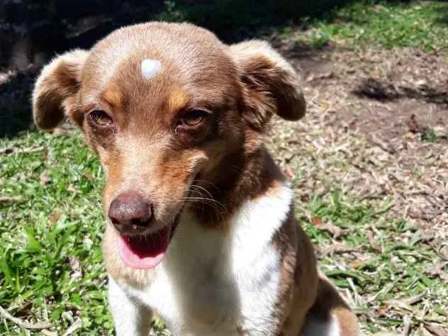 Cachorro ra a Sem raça  idade 5 anos nome Arise