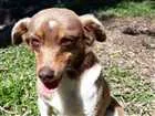 Cachorro raça Sem raça  idade 5 anos nome Arise