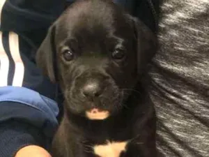 Cachorro raça Mestiços de Boxer idade Abaixo de 2 meses nome Filhotes