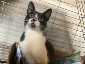 Gato raça SRD idade 7 a 11 meses nome Tom