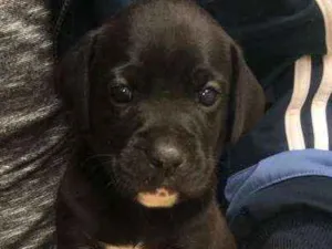 Cachorro raça De Boxer idade Abaixo de 2 meses nome Filhotes mestiços 