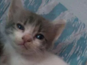 Gato raça  idade 2 a 6 meses nome Não tem nome ainda 