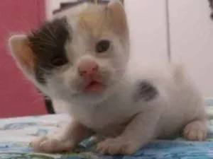 Gato raça  idade Abaixo de 2 meses nome Ainda não tem