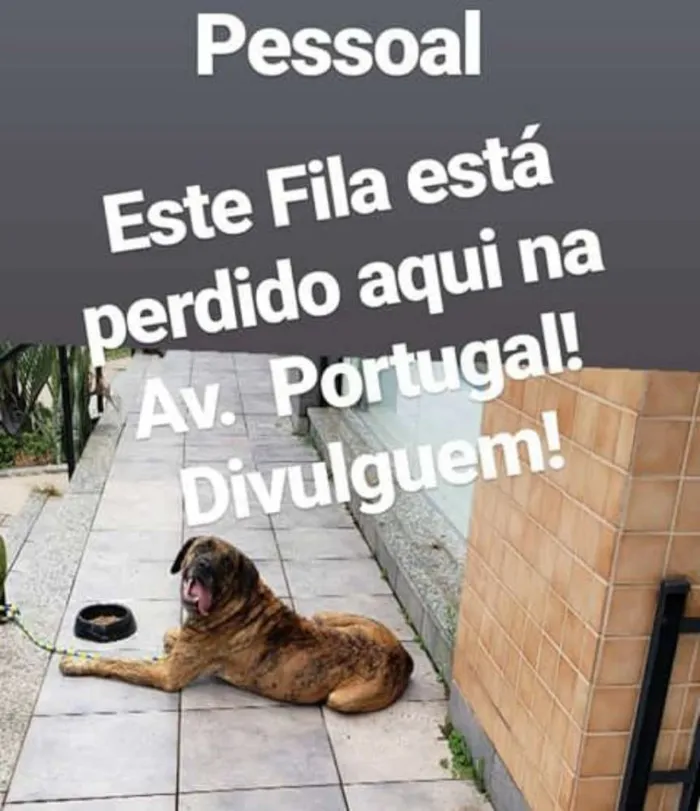 Cachorro raça Fila idade  nome Sem nome