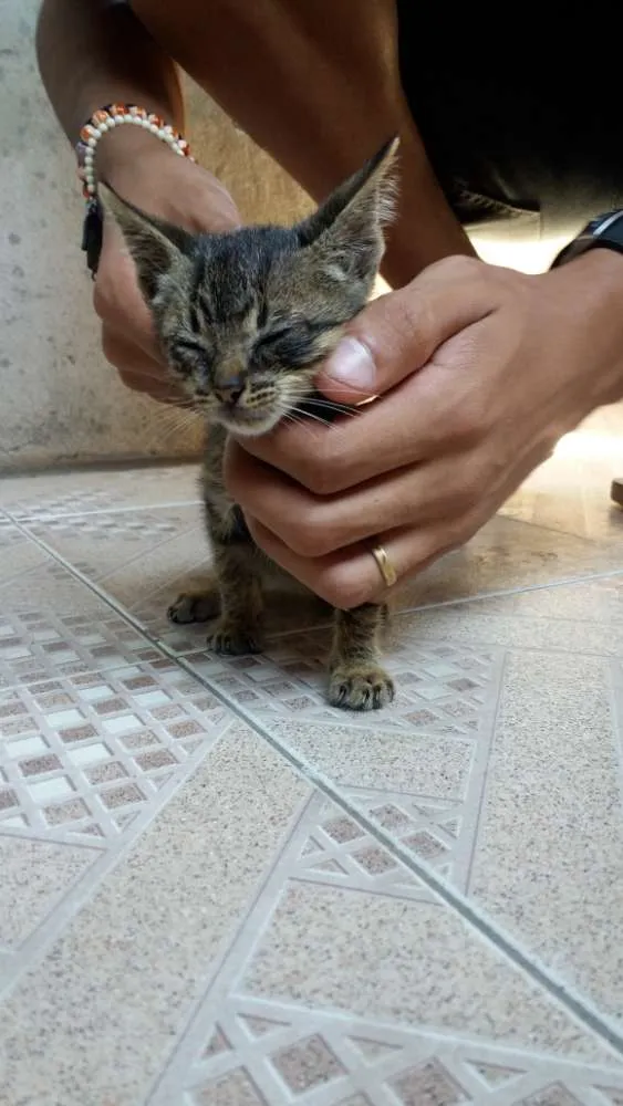 Gato raça  idade Abaixo de 2 meses nome Sansão 