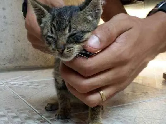 Gato raça  idade Abaixo de 2 meses nome Sansão 