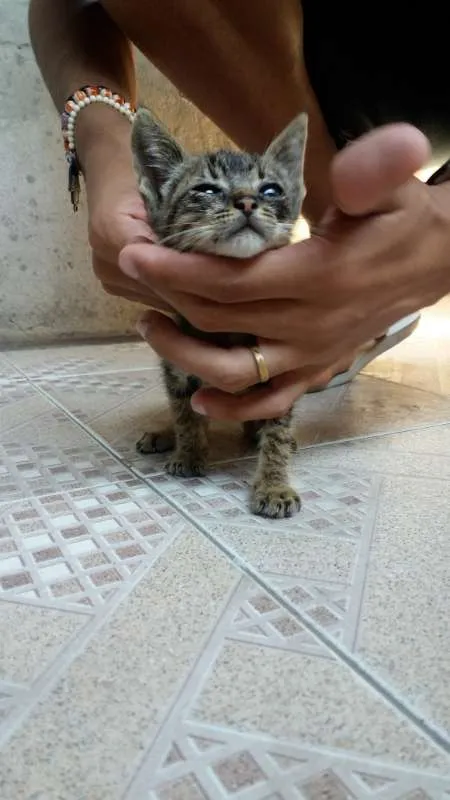Gato raça  idade Abaixo de 2 meses nome Sansão 