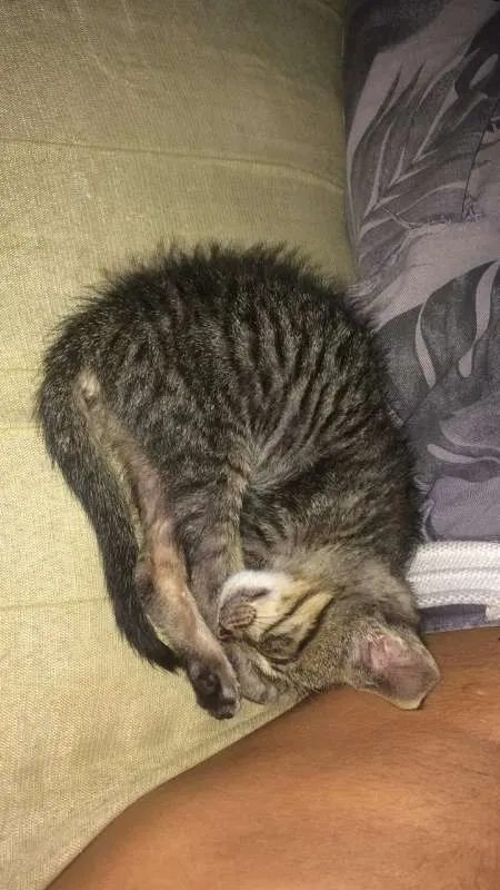 Gato raça  idade Abaixo de 2 meses nome Sansão 